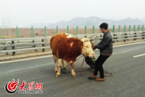 黄牛受惊后在高速公路上乱跑，已经不大听人呼唤