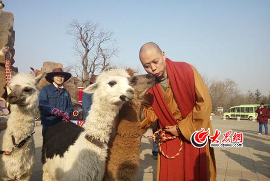 延参法师和棕色羊驼亲亲,白色羊驼眼神儿亮了。