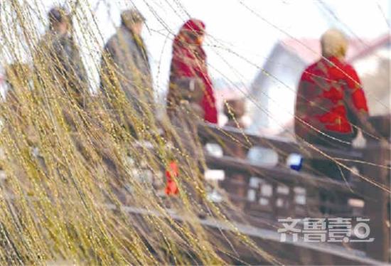 根據氣象預報,從2月28日起到3月3日,濟南的氣溫將迅速走高,最高溫或達20℃以上。過了這個周末,就能走入春天里了。齊魯壹點 記者周青先攝