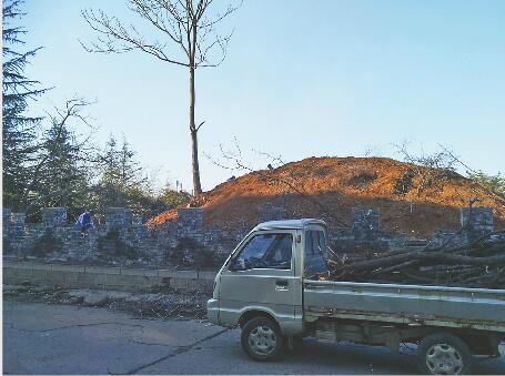 2月29日，工人正在坟头拔树，清出的树木装上小货车。记者张丹丹 摄