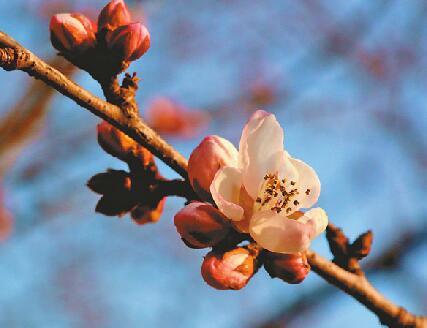 千佛山景区桃园内的山桃花已经部分绽放