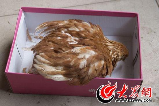 　　“四腿雞”趴在盒子里一動(dòng)不動(dòng)