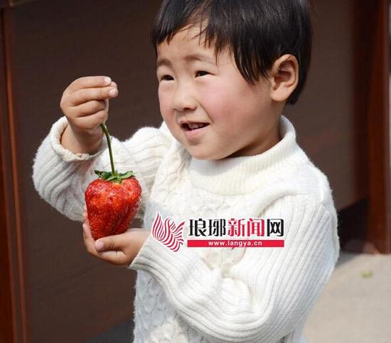 重达82.6克的“草莓王”如同小苹果一般。