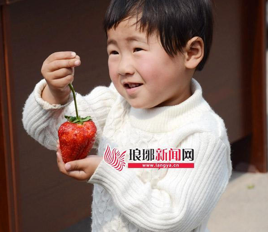 重達82.6克的“草莓王”如同小蘋果一般。