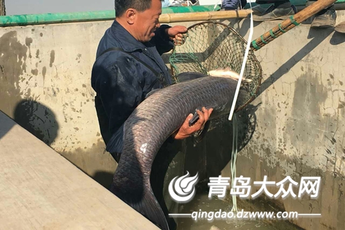 胶州青年水库捕到体长165厘米、重达86斤的青鱼王。