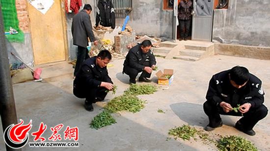 　東明清點罌粟苗現場