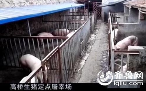 这几个被责停的生猪屠宰场，所收购的生猪不少没有耳标。