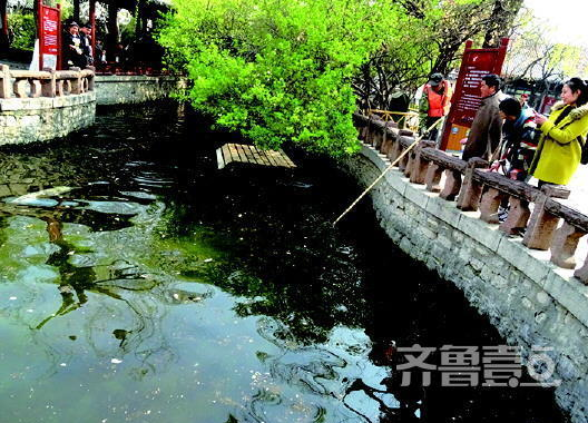 近日,趵突泉公园中的泉池中飞进不少飞絮。工作人员在打捞。齐鲁壹点记者左庆摄