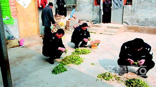 民警正在現(xiàn)場清理罌粟苗。(警方供片)