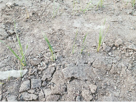 三德范南村一些地里的麦苗已经枯死了