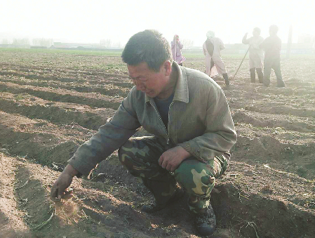 村里部分村民拔了麦子试种丹参　记者王倩 摄