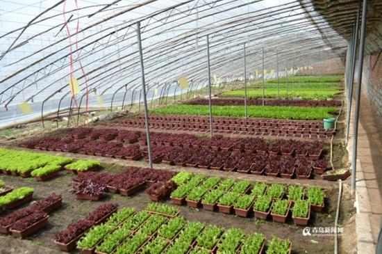 大丰收合作社盆栽蔬菜生产基地