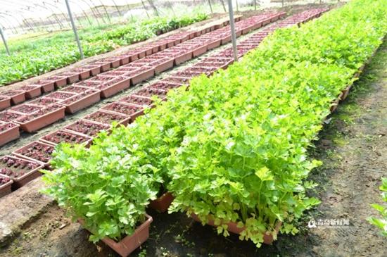 生機勃勃的盆栽芹菜