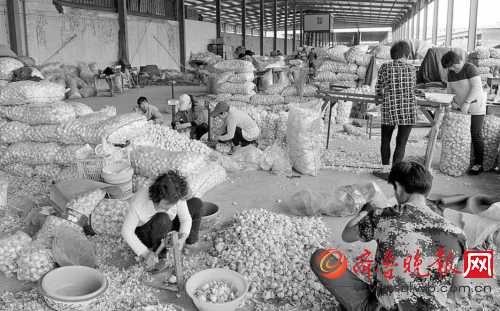 4月13日，在河南省中牟县的一个大型蔬菜批发市场，蒜商在分拣大蒜。新华社发