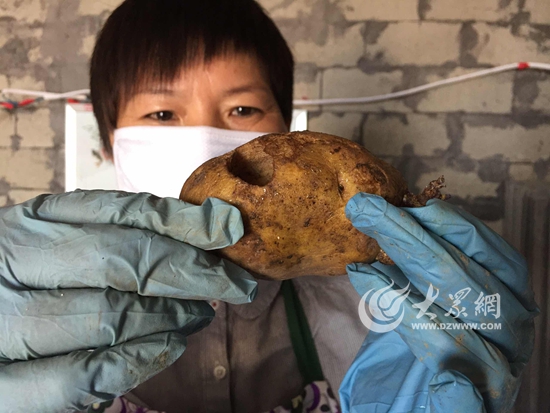 ▲除了辣椒,美洲大蠊几乎不挑食