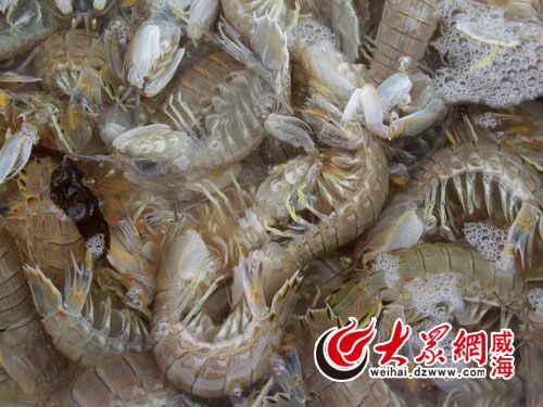 活蹦亂跳的爬蝦