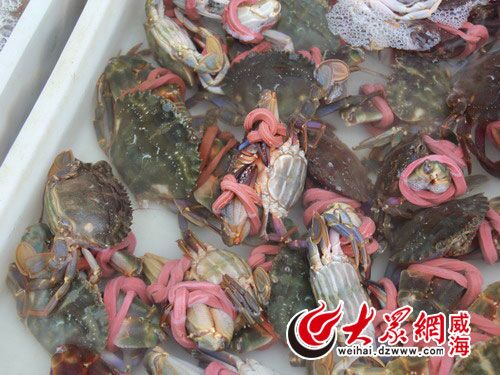 海捕赤甲紅螃蟹
