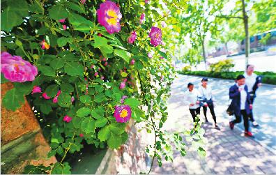 春末夏初，在全市的街头巷尾，一面面花墙已迎风绽放，在二七南路上，成片的蔷薇花引人注目。 (本报记者 范良 摄)