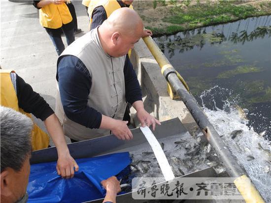 章丘一放生組織在小清河放生了不少鯽魚。齊魯晚報·齊魯壹點記者 戴偉 攝
