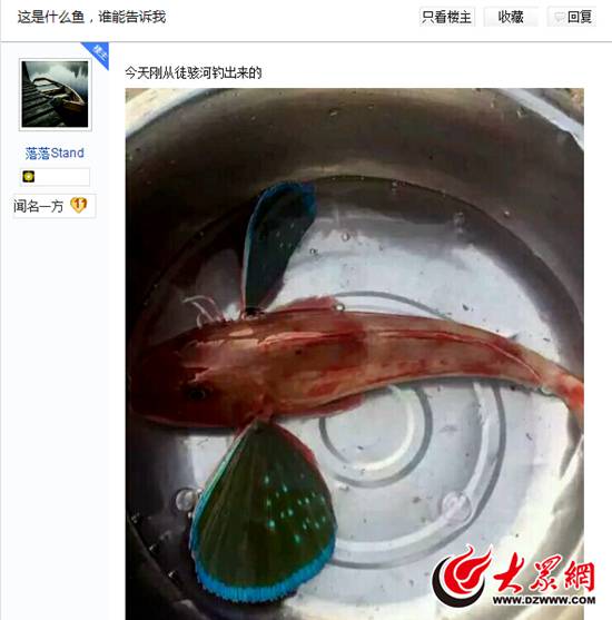 4月26日,網(wǎng)友“落落stand”在百度貼吧聊城吧發(fā)帖稱,當天剛從聊城徒駭河里釣上一條奇怪的魚。