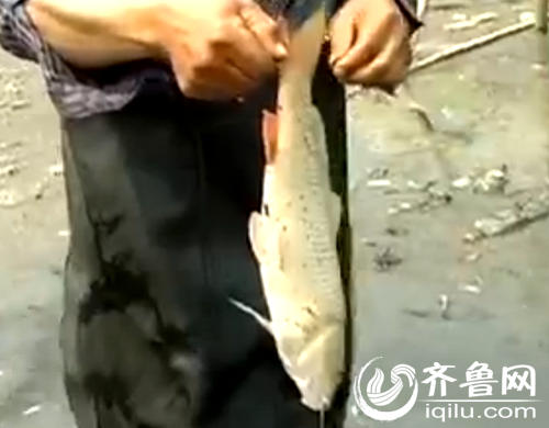 德州一河道漂滿死魚河水刺鼻(視頻截圖)