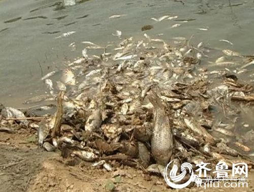 德州一河道漂滿死魚河水刺鼻(視頻截圖)