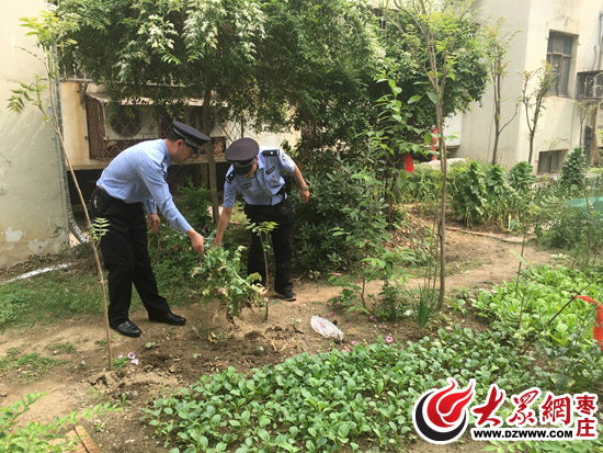 民警将种植的罂粟花拔除