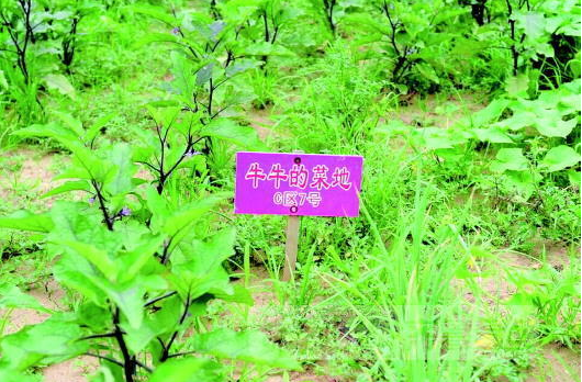 市民在郊区农场承包的菜地