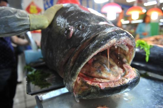 石斑魚