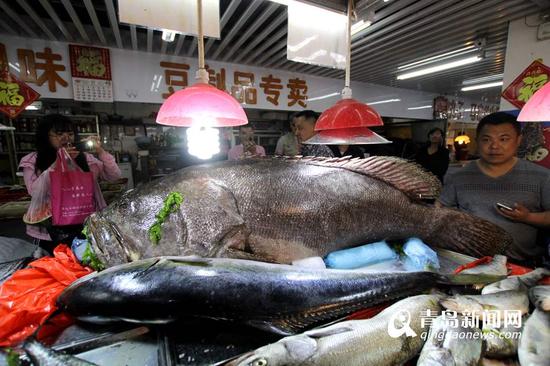 巨型石斑魚引圍觀，對比之下，旁邊一條62斤重的黃金鲅魚也顯得很小。