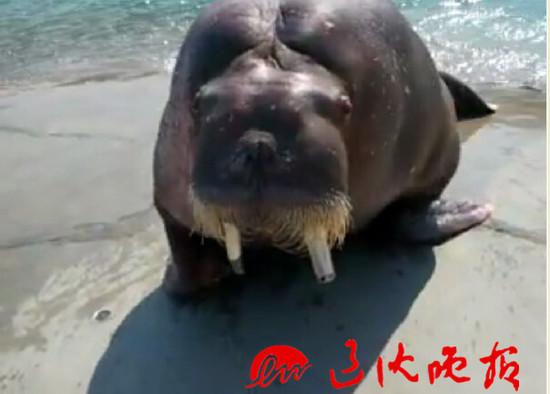 海象