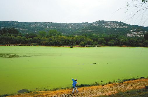 位于臘山腳下的臘山分洪道數公里的河道漂滿浮萍 記者王鋒 攝