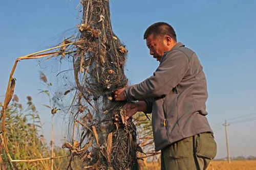2014年10月14日，河北省，环保专家从捕鸟网中拿出死去的鸟