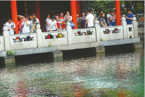 7月21日,有了雨水的補(bǔ)給,趵突泉水位上升至28.03米,較前一日上漲16厘米,超過(guò)橙色警戒線3厘米。三股水恢復(fù)了昔日的風(fēng)采,吸引游人爭(zhēng)相目睹。 記者黃中明 攝
