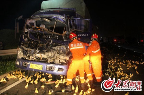 　26日凌晨，在京台高速滕北出口附近发生一起车祸，一时间高速路面上散落着数千只鸭苗。