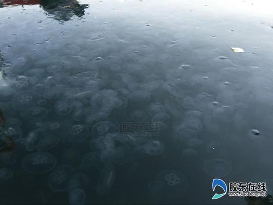 烟台栈桥海域现万只水母