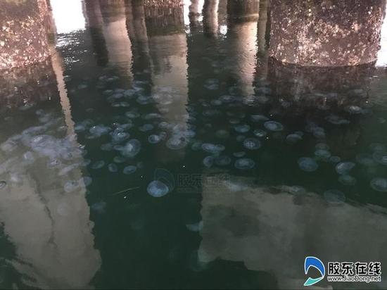 烟台栈桥海域现万只水母
