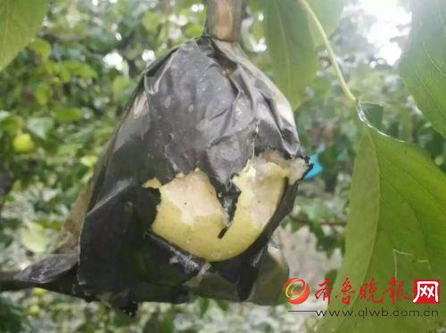 冰雹突降濱州陽信,20分鐘砸爛不少鴨梨