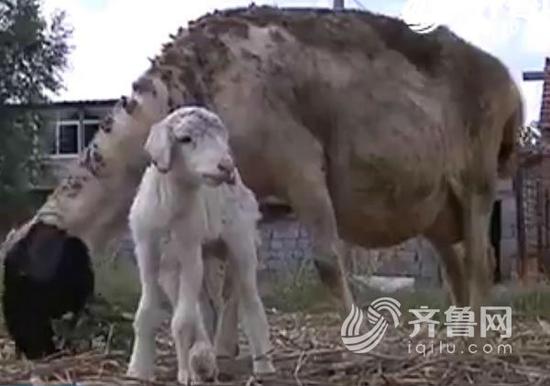 济阳的六腿小羊(视频截图)