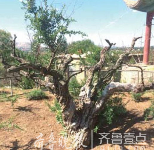 万亩石榴园的石榴树大面积枯死,只有个别树的枝头能看到几个石榴。齐鲁晚报·齐鲁壹点 记者 秦政 摄