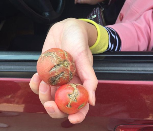 家長們拍攝到的在學(xué)校食堂廚房里發(fā)現(xiàn)的腐爛西紅柿。 英才實驗學(xué)校家長供圖