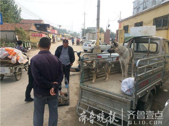 路边自发形成的狗市。齐鲁晚报·齐鲁壹点 记者 王杰 摄