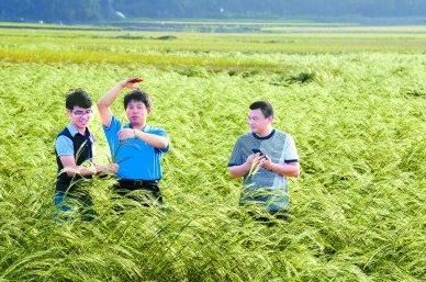 海水稻比普通水稻高很多，图为几名成年男子和海水稻“比身高”