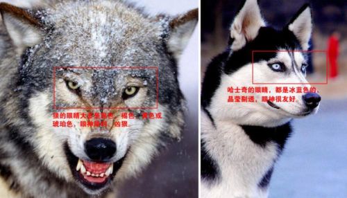 假如把狼跟哈士奇放在一起,你能分辨得清嗎?