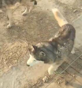 視頻截圖