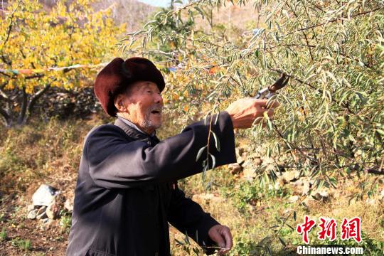 87岁的山东莱阳耄耋老人李世富用25年时间，只身一人在山上种了10万余棵树。 纪欣宏 摄