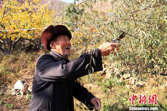 87歲的山東萊陽(yáng)耄耋老人李世富用25年時(shí)間,只身一人在山上種了10萬(wàn)余棵樹。 紀(jì)欣宏 攝