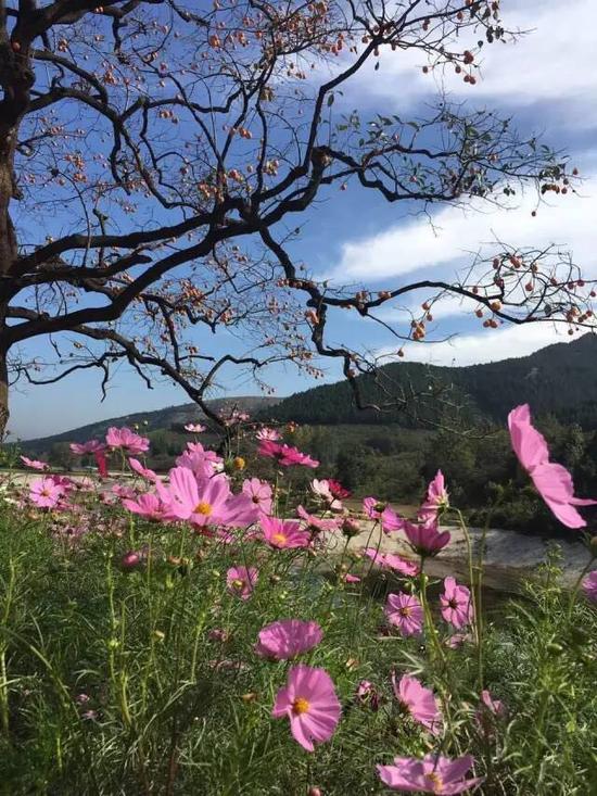 一路花开 摄影 李守亭