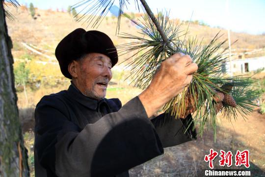 李世富對(duì)山上的每棵樹如數(shù)家珍。 紀(jì)欣宏 攝李世富對(duì)山上的每棵樹如數(shù)家珍。 紀(jì)欣宏 攝