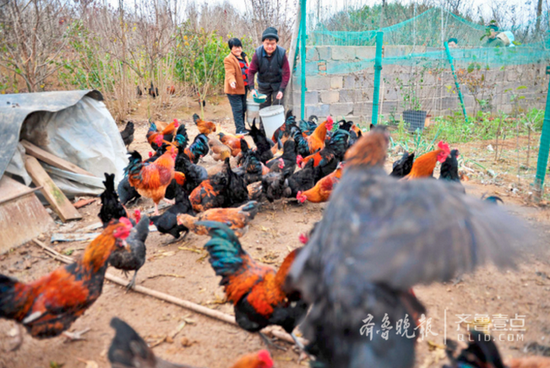 (王付蘭和兒子在喂雞。齊魯晚報 ·齊魯壹點(diǎn) 記者 劉濤 攝)